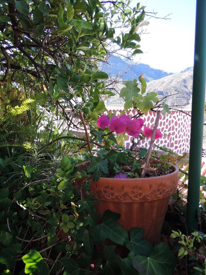 Rural Houses Serafin Casa Rural Serafin The Best Views تيخيدا المظهر الخارجي الصورة
